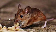 24 Hour & Emergency Exterminators in Bathgate, ND